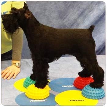 FitPAWS Paw Pods for Dog Agility - Image 6