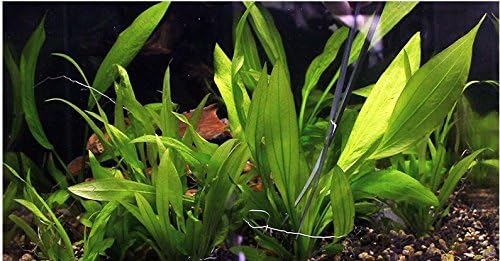 Co-link 3 in 1 Stainless Steel Aquarium Tank Aquatic Plant Tweezers Scissors - Image 8