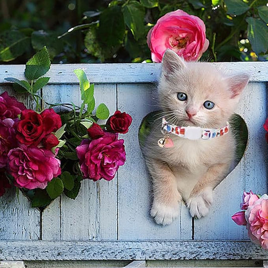 Lionet Paws 2pcs Pack Valentine's Day Cotton Cat Collar - Image 2