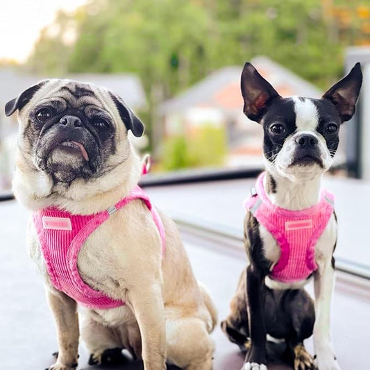 Best Pet Supplies - Image 2