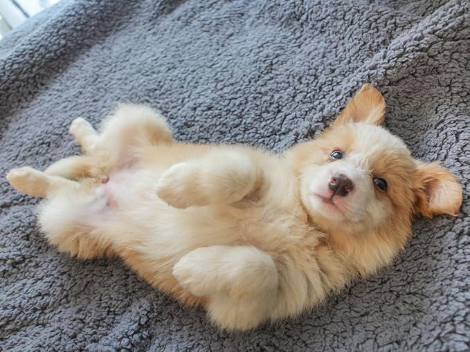 furrybaby Dog Blankets for Small Dogs, Puppy Small Fleece Blankets for Pets - Image 7