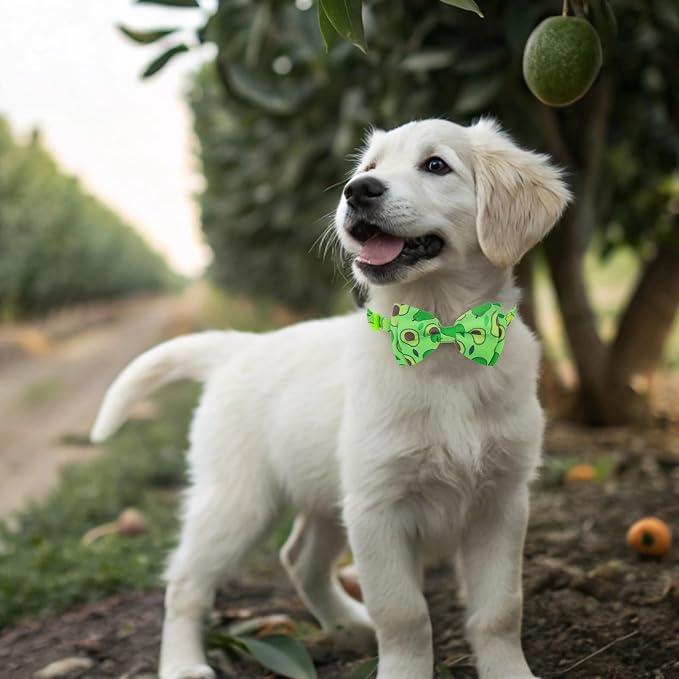 EXPAWLORER Cute Cat Collar Breakaway - Image 7