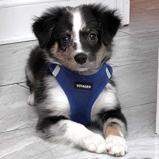 Best Pet Supplies Voyager Step-in Air All Weather Mesh Harness and Reflective - Image 7