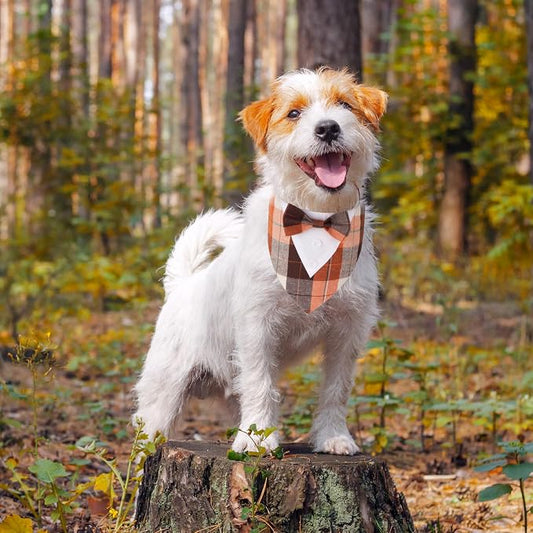 ADOGGYGO Fall Dog Tuxedo Bandana, Adjustable Halloween Thanksgiving Costume - Image 2