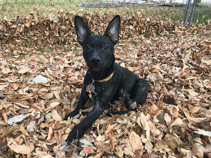 Native Pup Halloween Dog Collar - Image 5