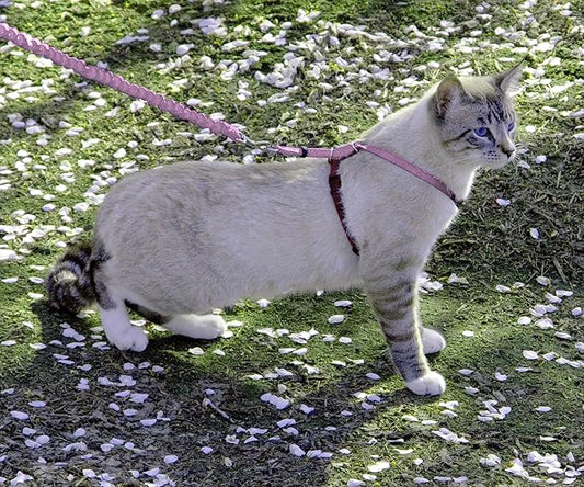 PetSafe Come With Me Kitty Cat Harness & Bungee Leash - Image 2