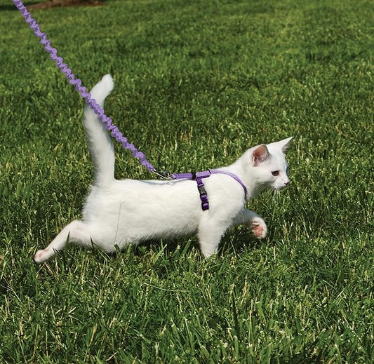 PetSafe Come With Me Kitty Cat Harness & Bungee Leash - Image 2