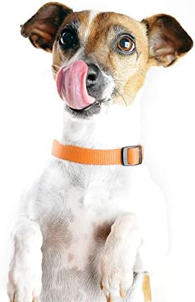 Dog Collar Orange Basic Adjustable Dog Collars - Image 2
