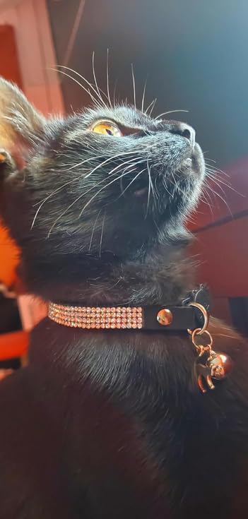 Rhinestone Cat Collar Breakaway - Image 5