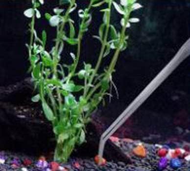 A2Z-Aquascaping Maintenance Tools Accessories, Anti-Rust Stainless Steel - Image 5