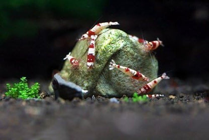 SunGrow Shrimp Rocks, Magnesium Rocks - Image 4