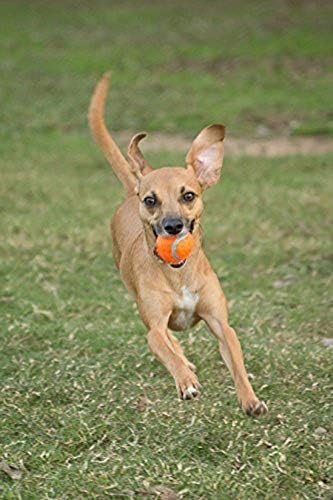 Chuckit! Dog Tennis Ball Dog Toy, Large - Image 8