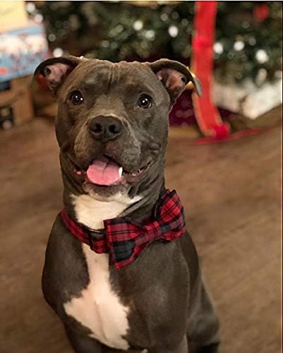 Elegant little tail Dog Collar - Image 4