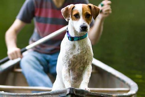 LupinePet Originals 3/4" Rain Song 15-25" Adjustable Collar - Image 2