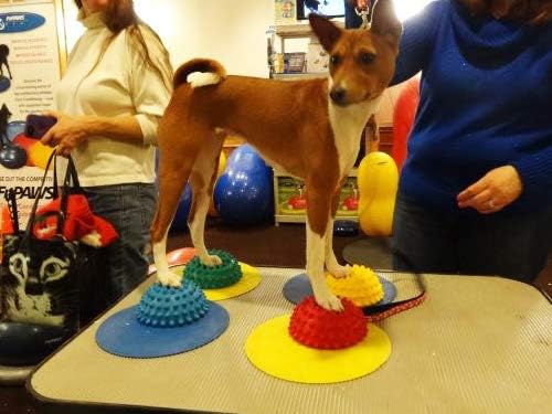 FitPAWS Paw Pods for Dog Agility - Image 4