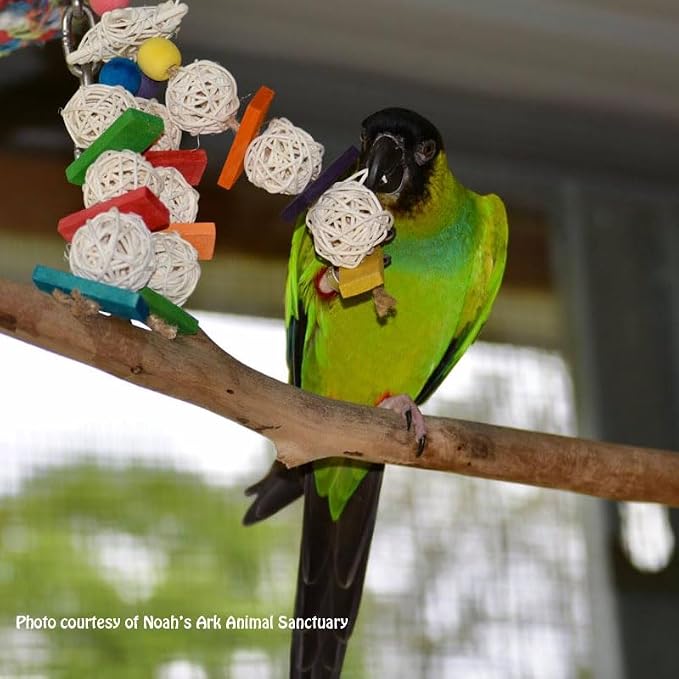 Super Bird Creations Mini Starburst Bird Toy - Image 6