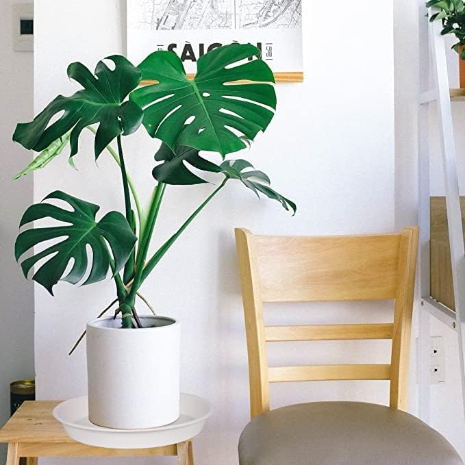 6 Pack Plastic White Plant Saucers - Image 6