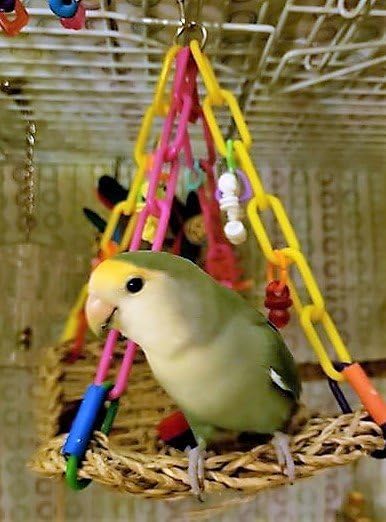Super Bird Creations SB747 Mini Flying Trapeze Bird Toy, Small Bird Size - Image 8