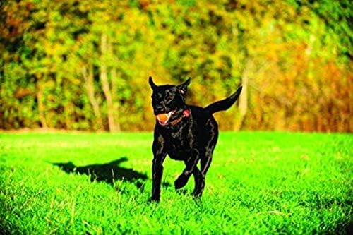 Chuckit! Dog Tennis Ball Dog Toy, Large - Image 9
