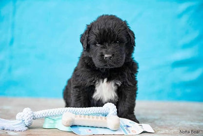 Spunky Pup Clean Earth Recycled Bone| Made in USA | Made from 100% Recycled - Image 3