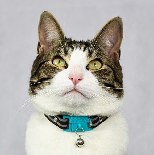 Kittyrama Havana Cat Collar - Image 7