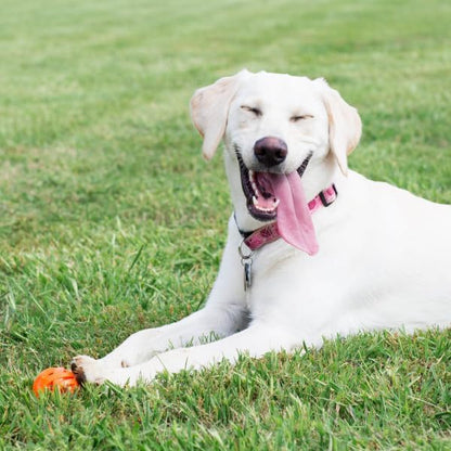 Chuckit! Air Fetch Ball Dog Toy, Extra Large, - Image 3