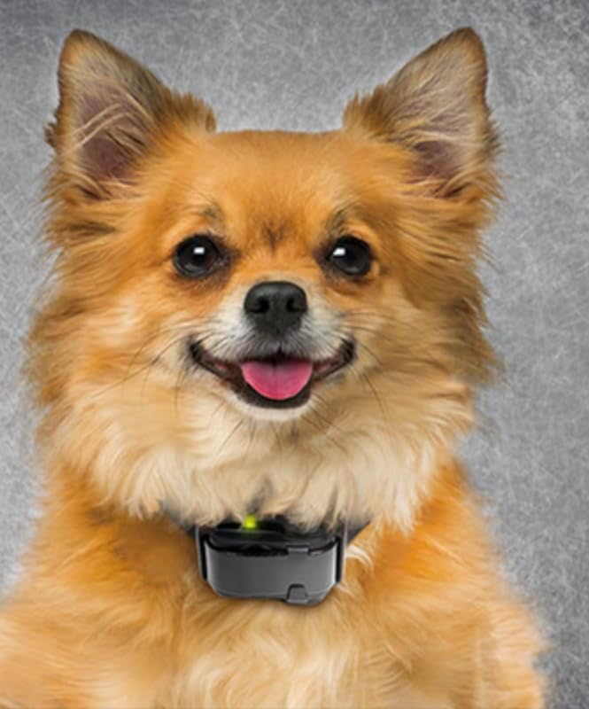 Sparky Pet Co - Surefit ECollar Replacement Strap Bungee Dog Collar Waterproof - Image 10
