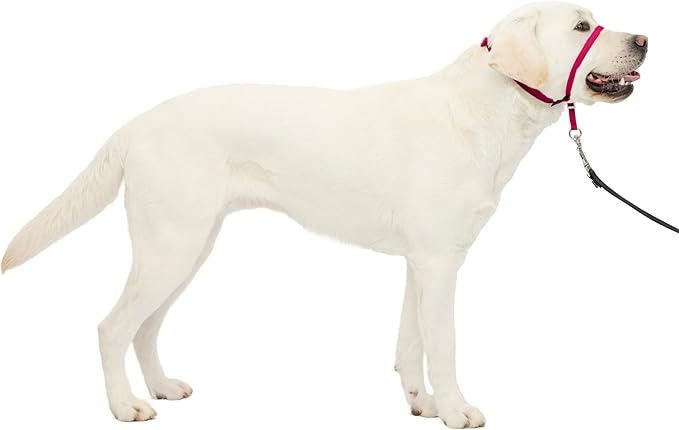 PetSafe Gentle Leader Headcollar No-Pull Dog Collar by PetSafe