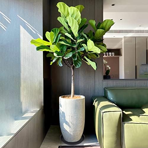 6 Pack of 12 inch Plant Saucer, Heavy Duty Plastic Plant Saucer 12 inch Round - Image 5