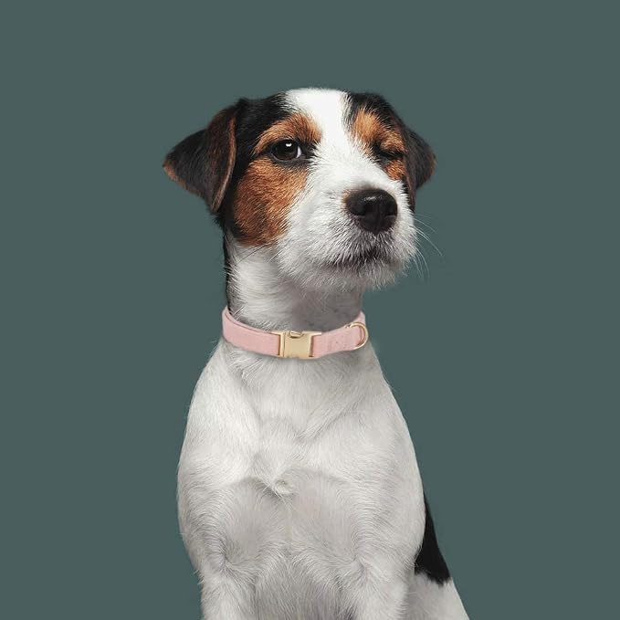 Soft Cotton Dog Collar with Metal Buckle Adjustable Heavy Duty Comfy Corduroy - Image 5