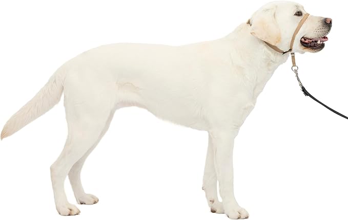 PetSafe Gentle Leader Headcollar No-Pull Dog Collar by PetSafe
