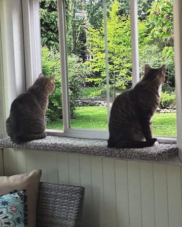 Purrched Cat Window Perch by PURRCHED