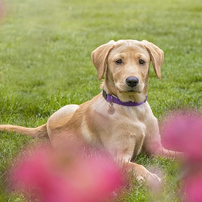 Purple Dog Collar Basic Adjustable Dog Collars - Image 2