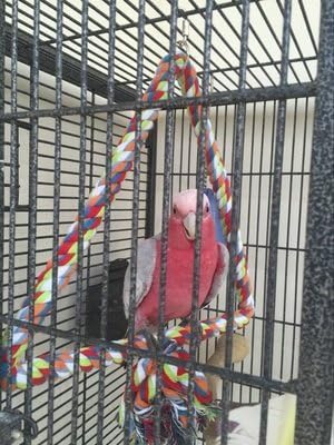 KinTor Medium Triangle Rope Swing Bird Toy Parrot Cage Toys Cages Conure - Image 7