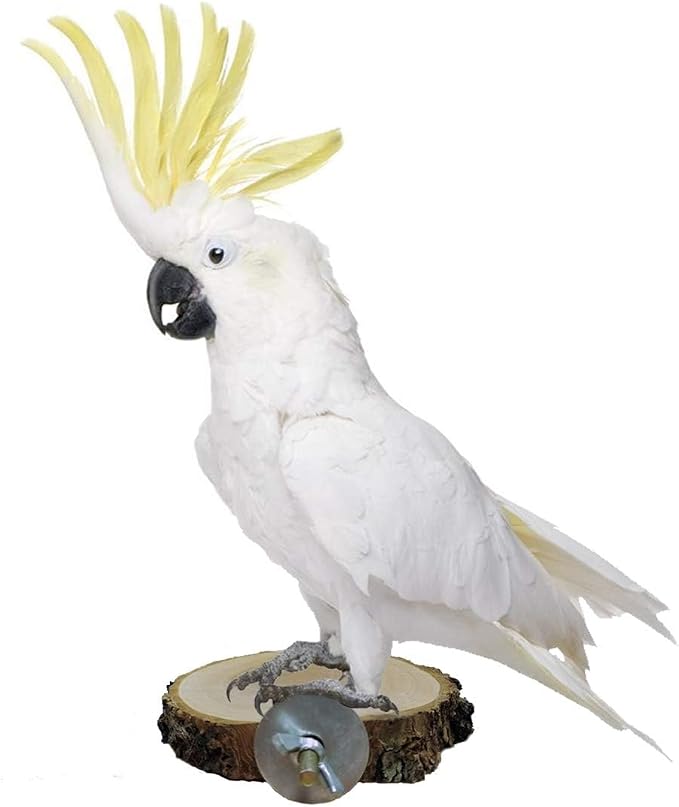 Hamiledyi Perch Platform for Bird Cage, Natural Round Wooden Stand Platform - Image 4