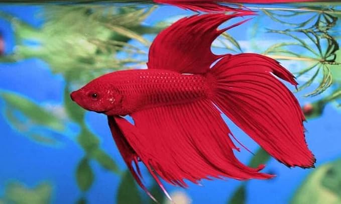 Tetra BettaSafe, Aquarium Water Conditioner - Image 3