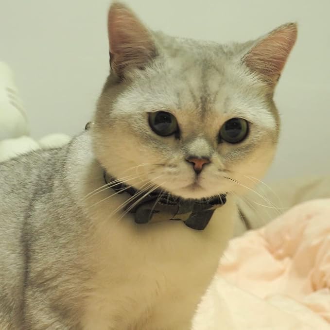 Cat Collar Bowtie with Bell, Quick Release Buckle Safety and Durable Kitties - Image 4