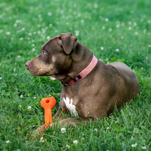 Jersey Dog Co Chompi Dog Bone, Rubber-Free Fillable Dog Bone Treat Holder - Image 5