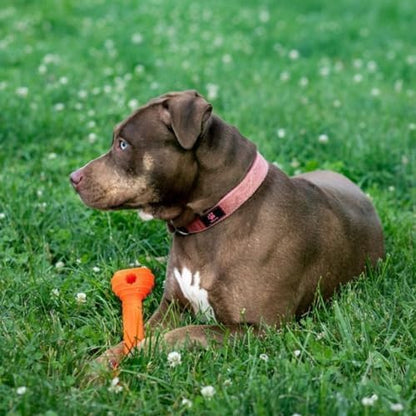 Jersey Dog Co Chompi Dog Bone, Rubber-Free Fillable Dog Bone Treat Holder - Image 5