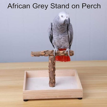 Bird Stand Tabletop, Portable Tee Stand, Parrot Play Stand Perch Gym - Image 6