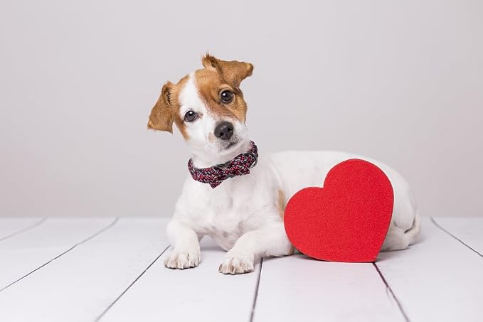 MR. CHUBBYFACE Valentine's Dog Collar - Image 5