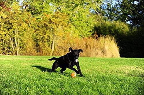 Chuckit! Dog Tennis Ball Dog Toy, Large - Image 7