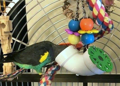 Super Bird Creations SB751 PVC Forager Bird Toy, Medium/Large Bird Size - Image 9