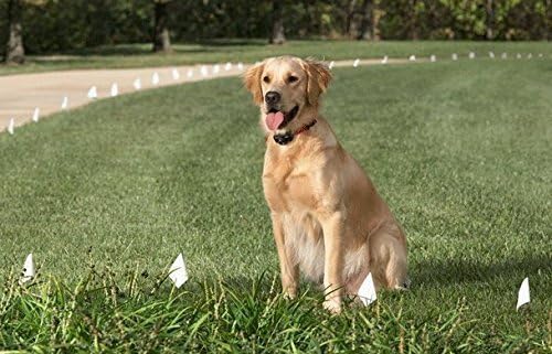 Sparky Pet Co - Surefit ECollar Replacement Strap - Bungee Dog - Image 8