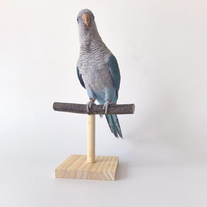Bird Perch Stand, Bird Training Portable Tabletop Platform, Parrot Cage Toy Gym - Image 7
