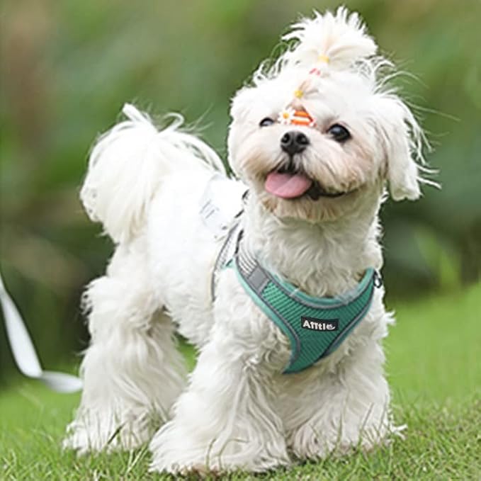 AIITLE No Pull Dog Harness and Leash Set, Step in Adjustable Dog Harness - Image 8