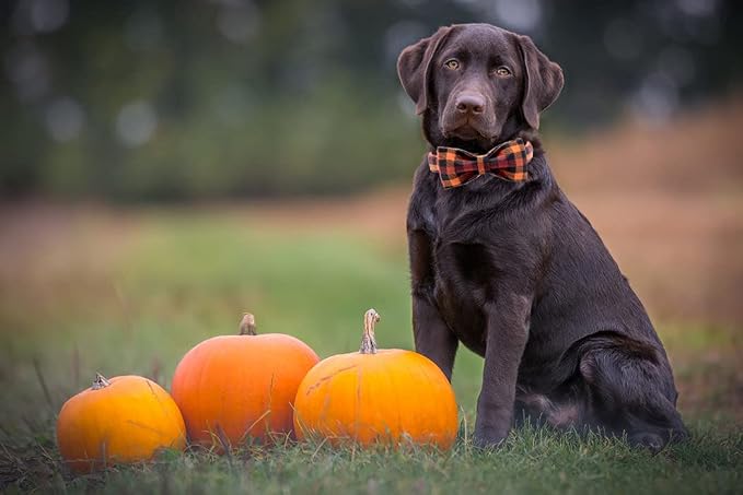 Elegant little tail Dog Collar - Image 6