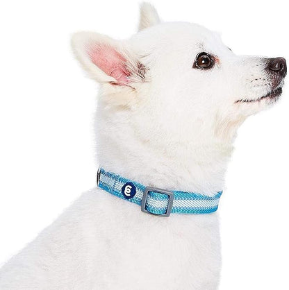 Blueberry Pet Essentials Matching Small Dog Collar | Adjustable Classic Solid - Image 4