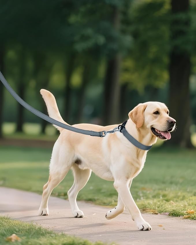 Joytale Reflective Dog Collar, Adjustable Nylon Pet Collar - Image 6
