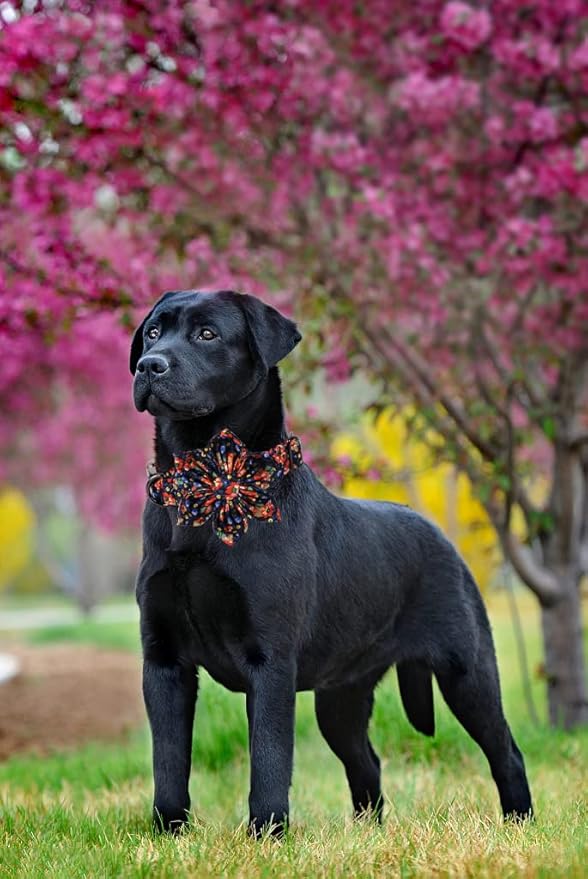 Lionheart Glory Cute Floral Pattern Pet Collar - Image 5